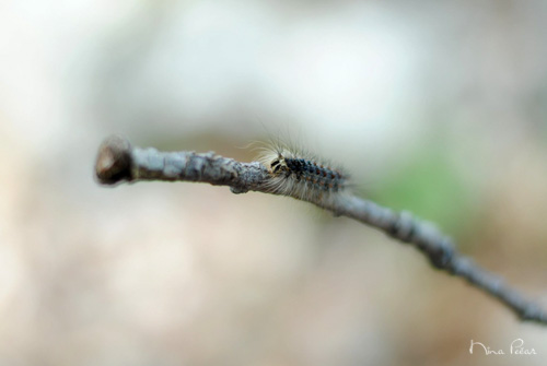 ostalo